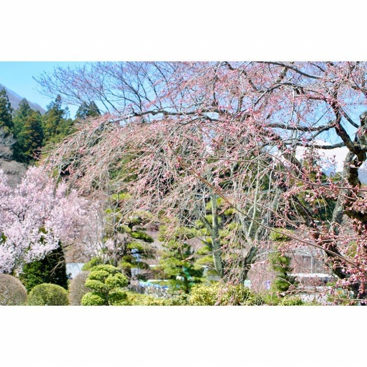 neco-meさんが投稿した光前寺しだれ桜に関する口コミの画像