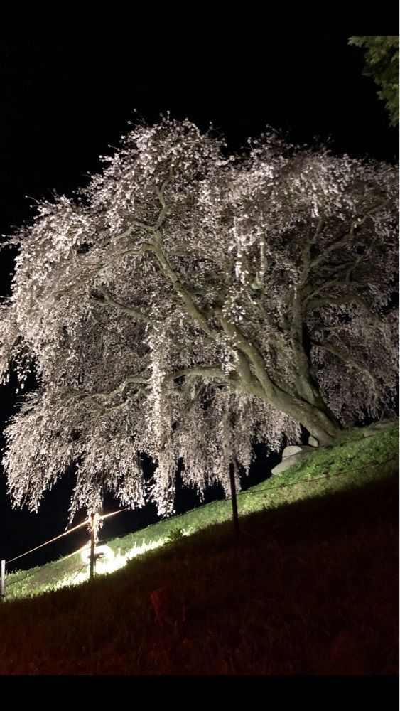 take.aさんが投稿した乙ヶ妻のシダレザクラに関する口コミの画像