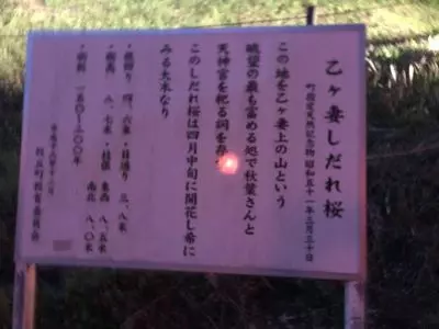 乙ヶ妻のシダレザクラ 2枚目