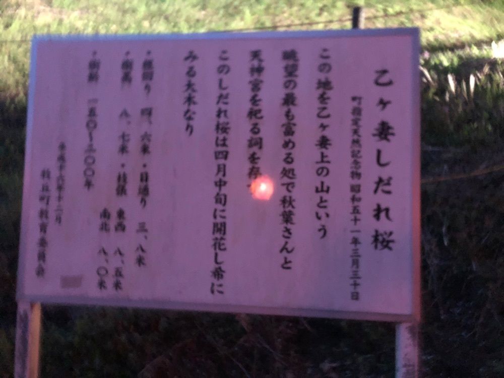 take.aさんが投稿した乙ヶ妻のシダレザクラに関する口コミの画像