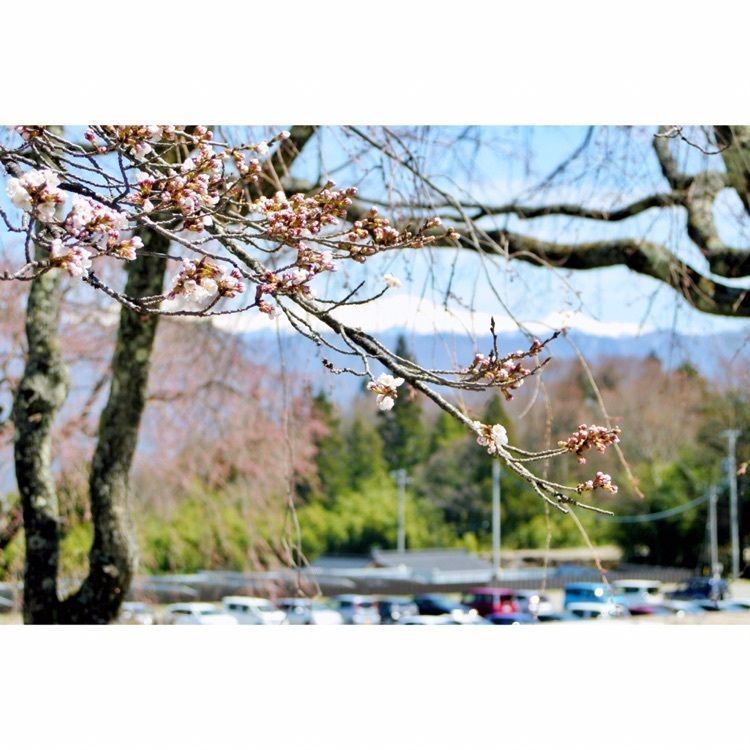 neco-meさんが投稿した光前寺しだれ桜に関する口コミの画像