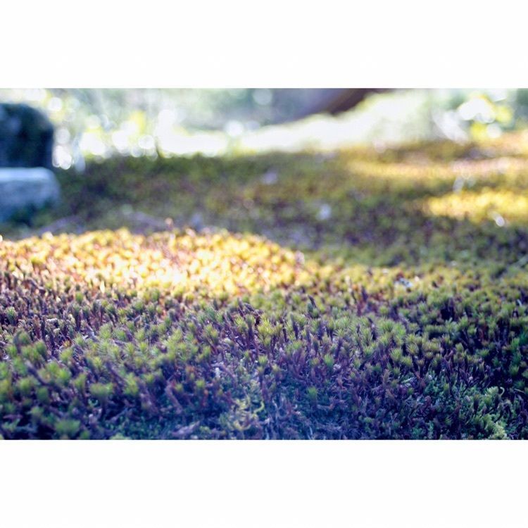 neco-meさんが投稿した光前寺の光苔に関する口コミの画像