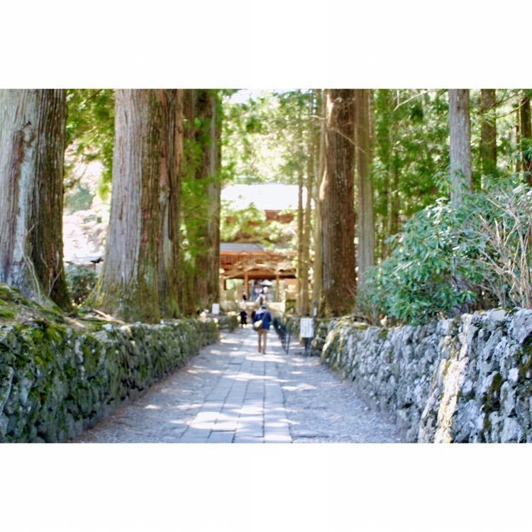 neco-meさんが投稿した光前寺のスギ並木に関する口コミの画像