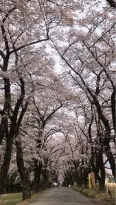 眞原の桜並木