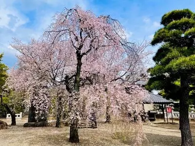 護国寺