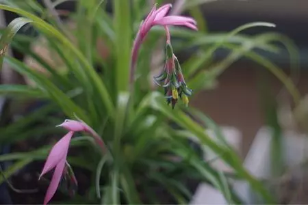 リニューアル さち