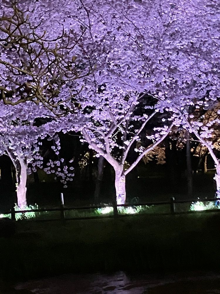 やまくりさんが投稿した深北緑地に関する口コミの画像
