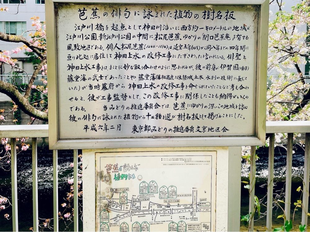 active34さんが投稿した江戸川公園のさくらに関する口コミの画像