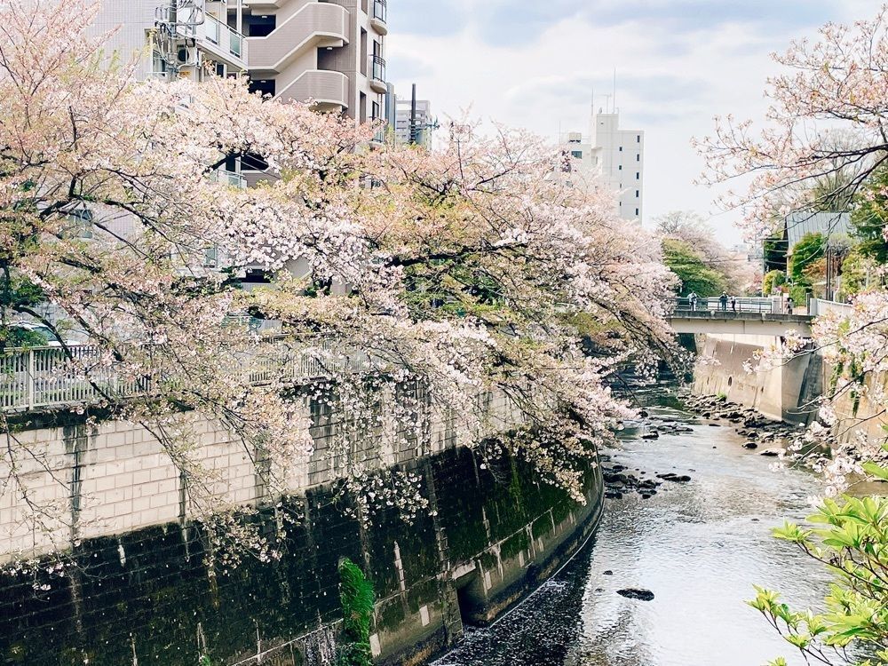 active34さんが投稿した江戸川公園のさくらに関する口コミの画像