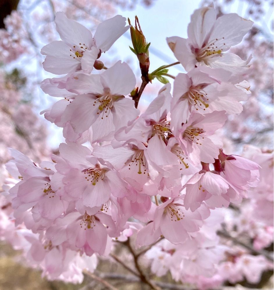 calm_gift_1030さんが投稿した高遠城址公園高遠閣に関する口コミの画像