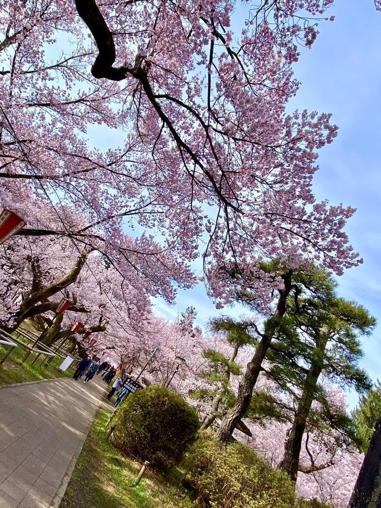 calm_gift_1030さんが投稿した高遠城址公園高遠閣に関する口コミの画像