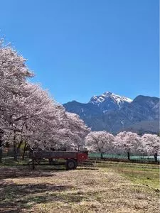 眞原の桜並木