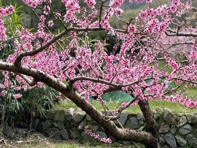 花鳥山