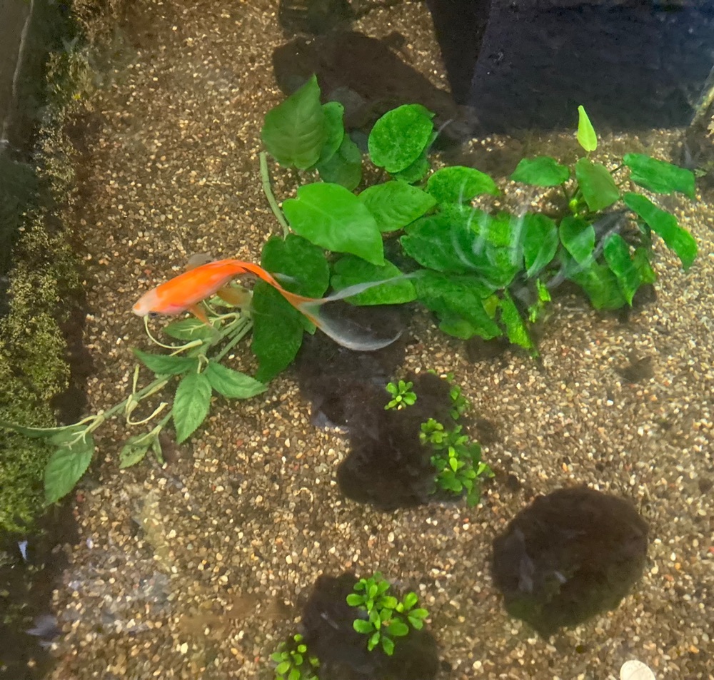 たまご屋