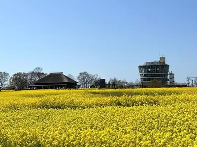 福島潟の菜の花