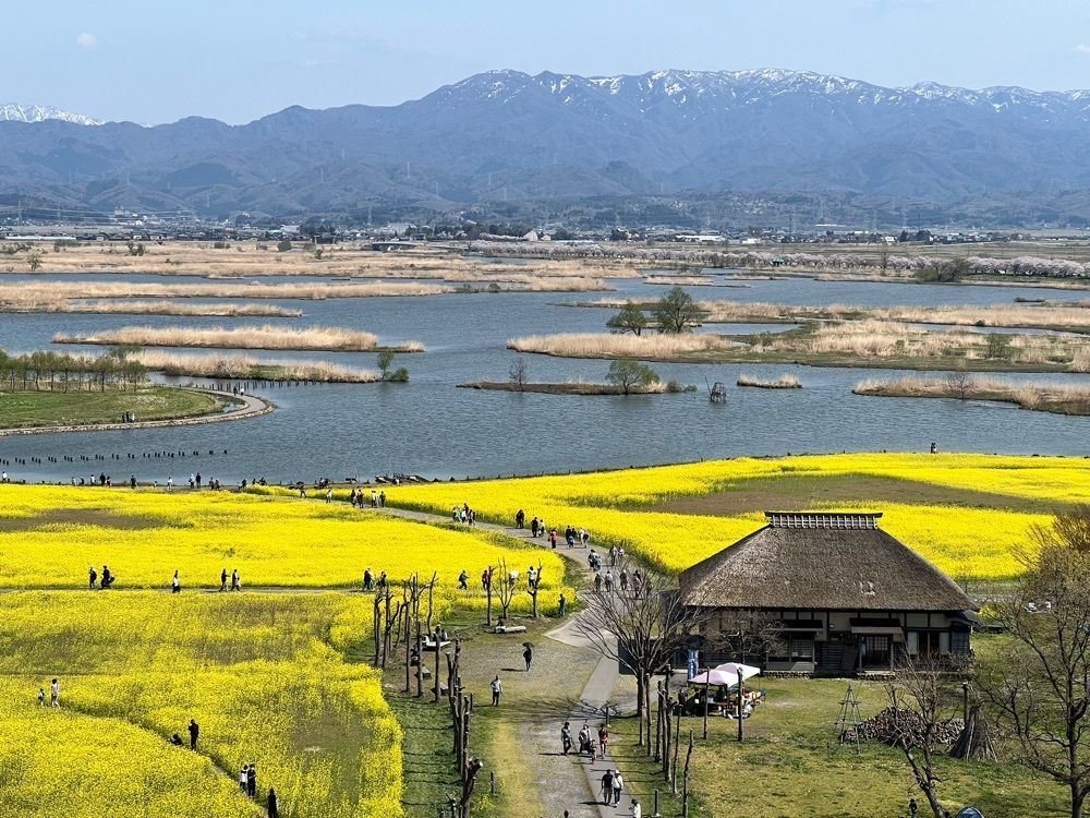 15さんが投稿した福島潟の菜の花に関する口コミの画像