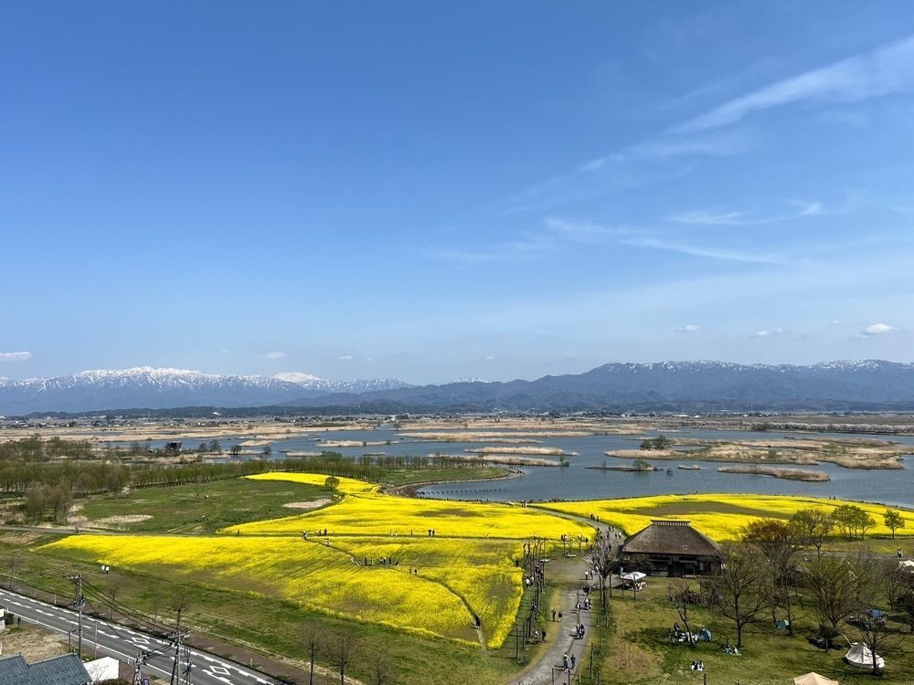 15さんが投稿した福島潟の菜の花に関する口コミの画像