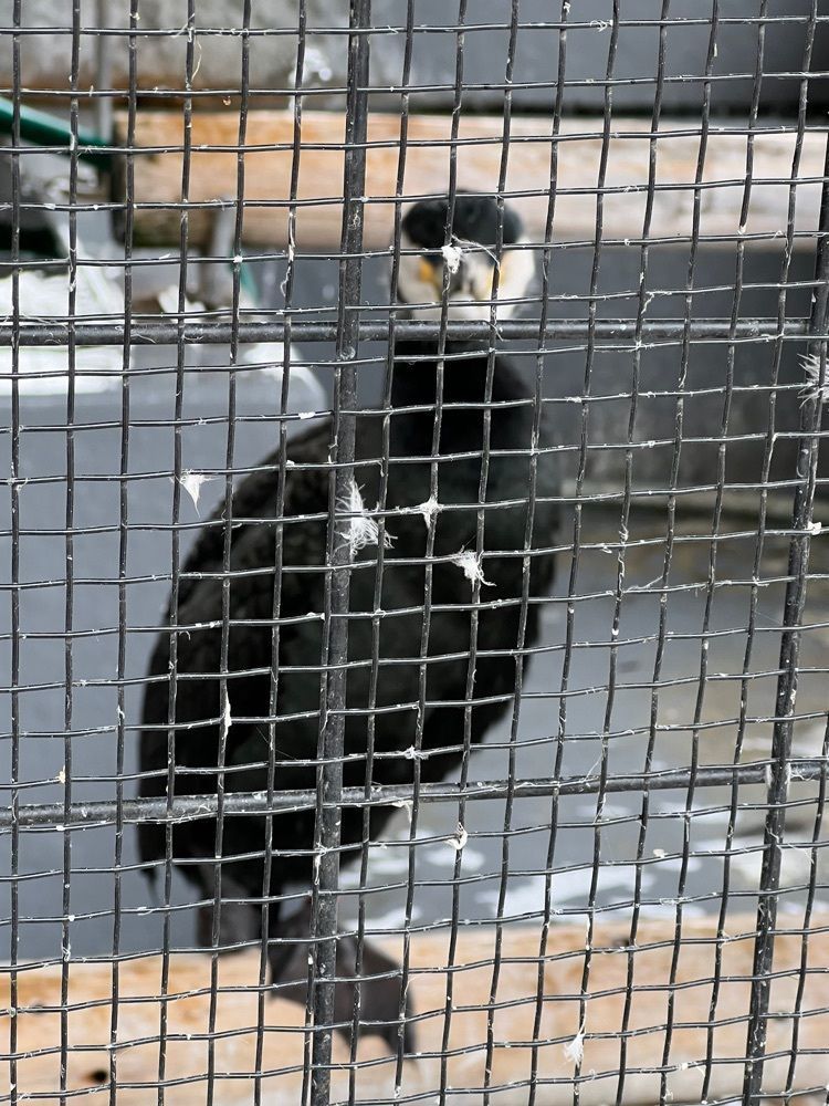 himbaさんが投稿した宇治川遊覧船に関する口コミの画像
