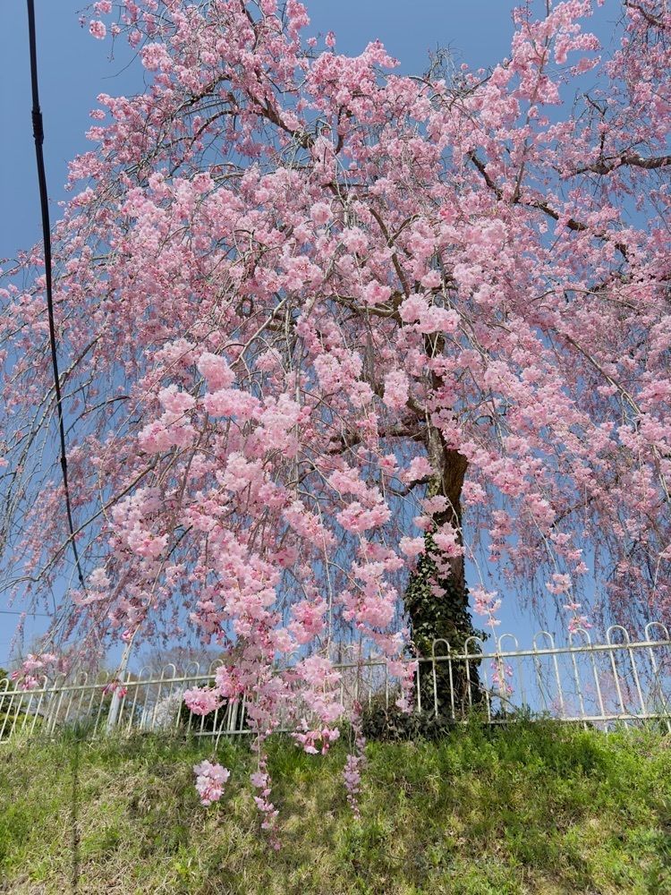 みいちゃんさんが投稿した上山城の足湯に関する口コミの画像