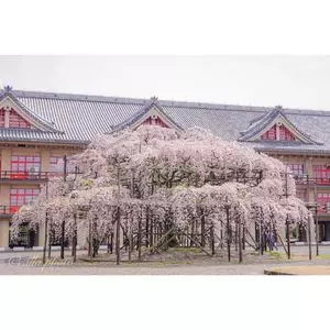 天理教教会本部（神殿）