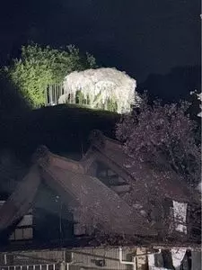 乙ヶ妻のシダレザクラ