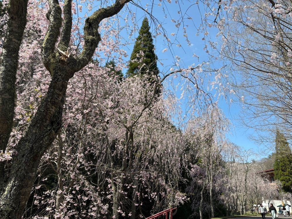 みーなさんが投稿した世羅甲山ふれあいの里に関する口コミの画像