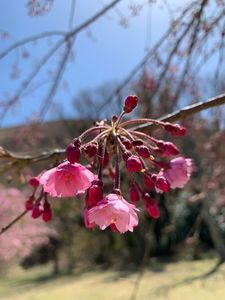 さくらの里のさくら 2枚目