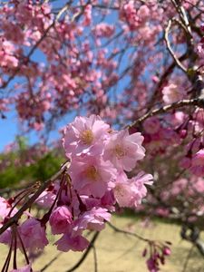 さくらの里のさくら 3枚目