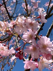 さくらの里のさくら 4枚目