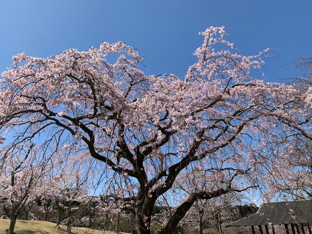 annko(/ω*＊) さんが投稿したさくらの里のさくらに関する口コミの画像
