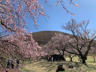 さくらの里のさくら 7枚目