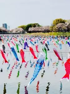 鶴生田川のさくら
