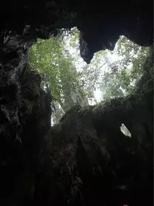 ウィルソン株