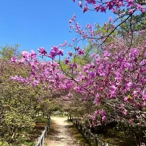 廣田神社のコバノミツバツツジの群落
