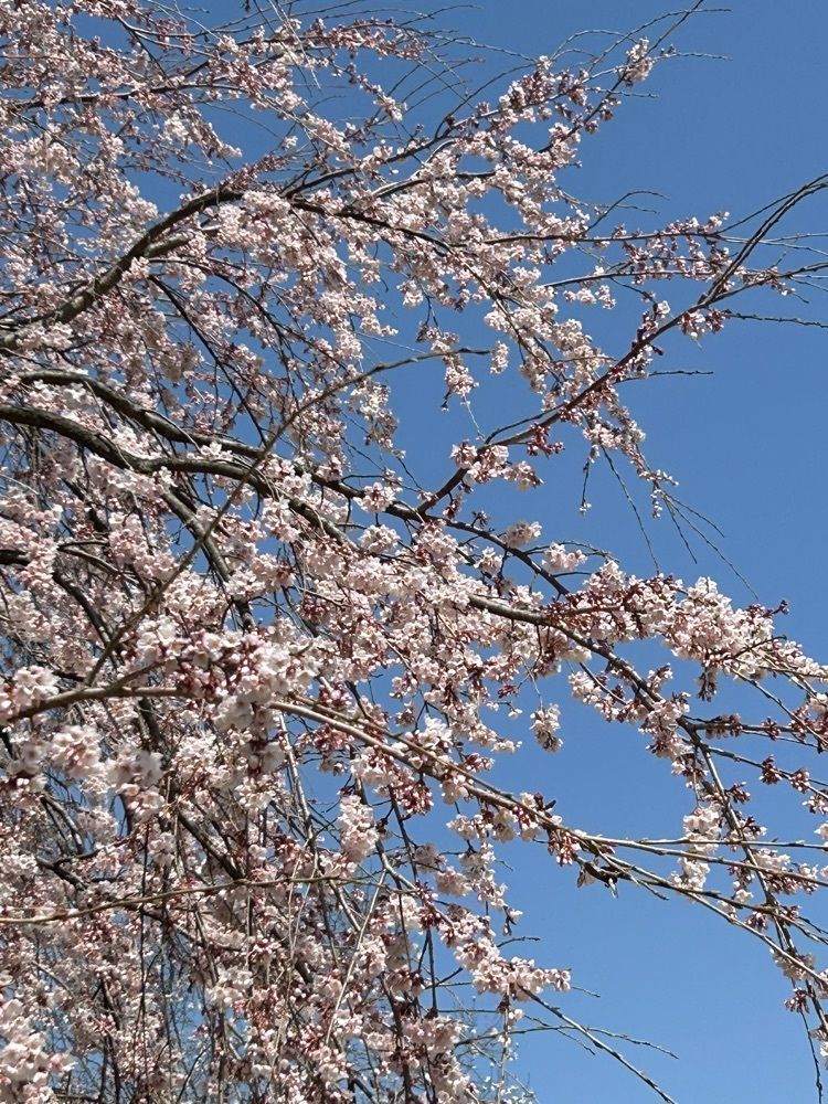 jun1216さんが投稿した華かざりに関する口コミの画像