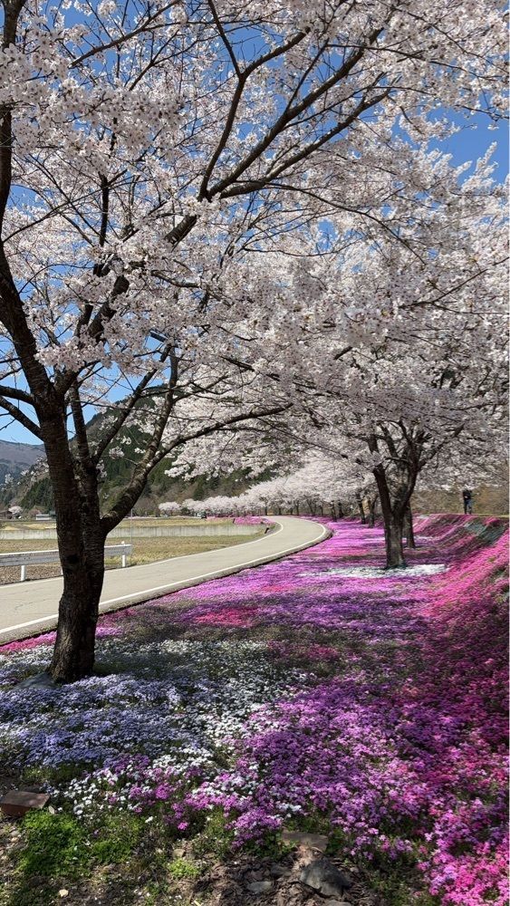 令和 Nin1000さんが投稿した白鳥高原駅に関する口コミの画像