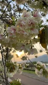 巨樹の里