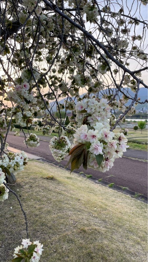 みぃさんが投稿した巨樹の里に関する口コミの画像