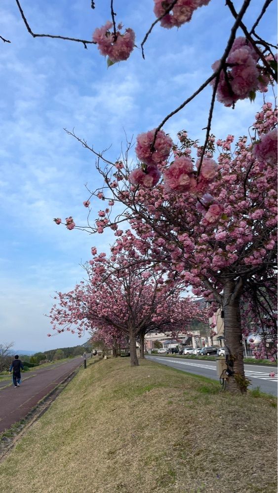 みぃさんが投稿した巨樹の里に関する口コミの画像