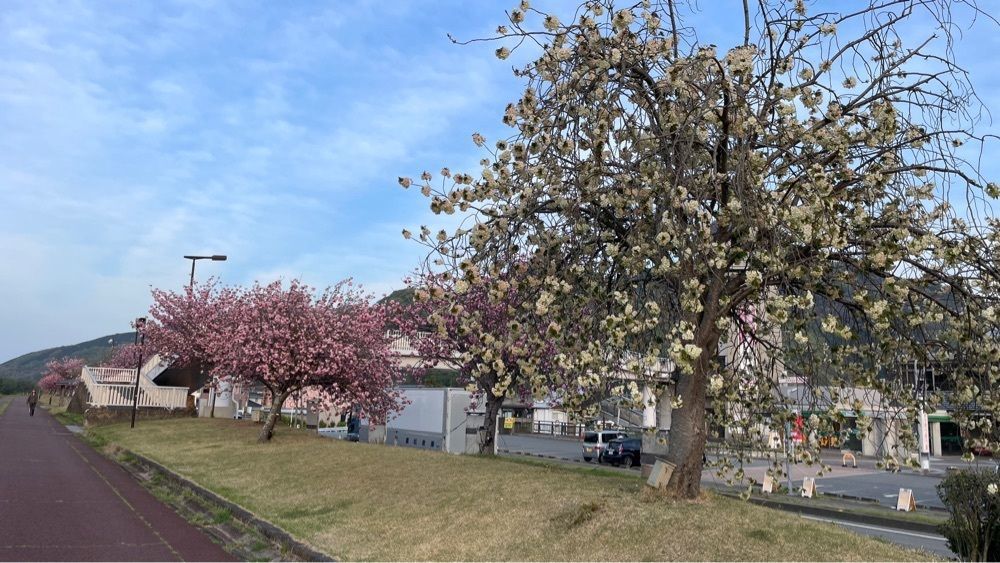 みぃさんが投稿した巨樹の里に関する口コミの画像