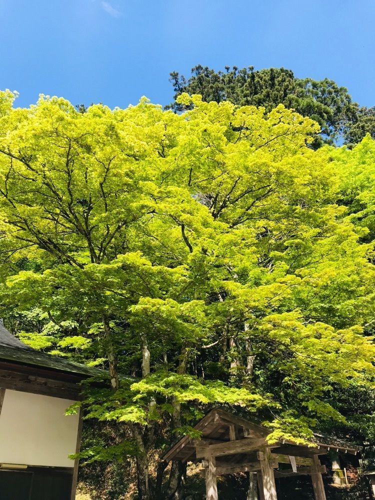 So-kunさんが投稿した比叡山・奥比叡ドライブウェイに関する口コミの画像