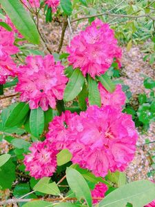 半田山植物園 3枚目