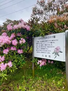 ミヤシノシャクナゲ園