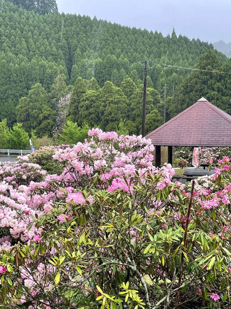 luckyさんが投稿したミヤシノシャクナゲ園に関する口コミの画像