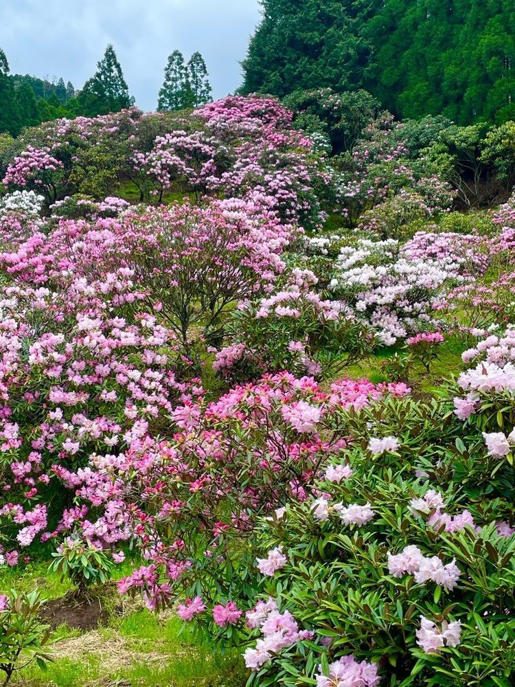luckyさんが投稿したミヤシノシャクナゲ園に関する口コミの画像