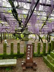 黒木の大藤