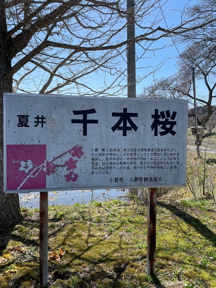 扇珠さんが投稿した夏井千本桜に関する口コミの画像