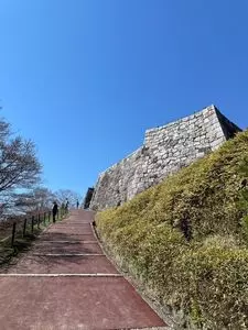霞ヶ城の桜・藤