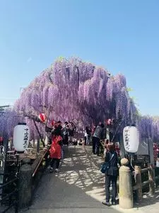 中山大藤