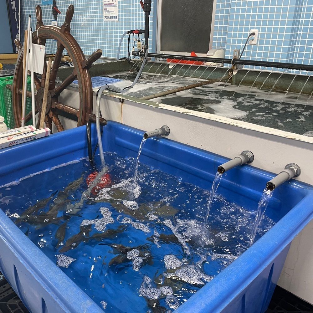odeka-Kさんが投稿したアオハタ鮮魚店に関する口コミの画像